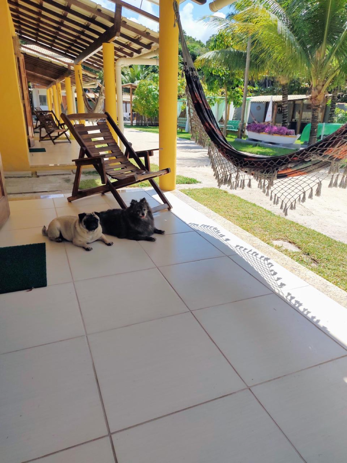 Pet relaxando na Pousada Vila Guaiamum, pet friendly em Cumuruxatiba