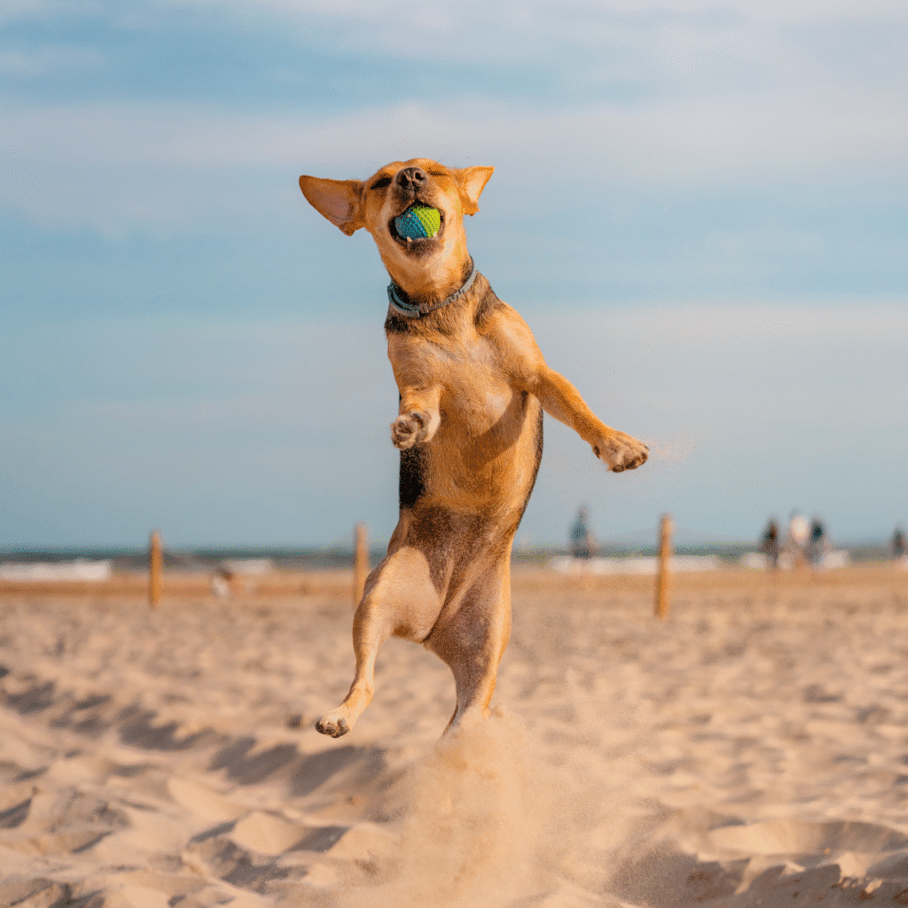 Pousada Pet friendly em cumuruxatiba